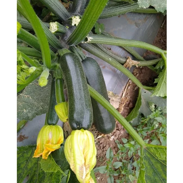 Baby Courgette/ Baby Zucchini100% Pure Natural - Export