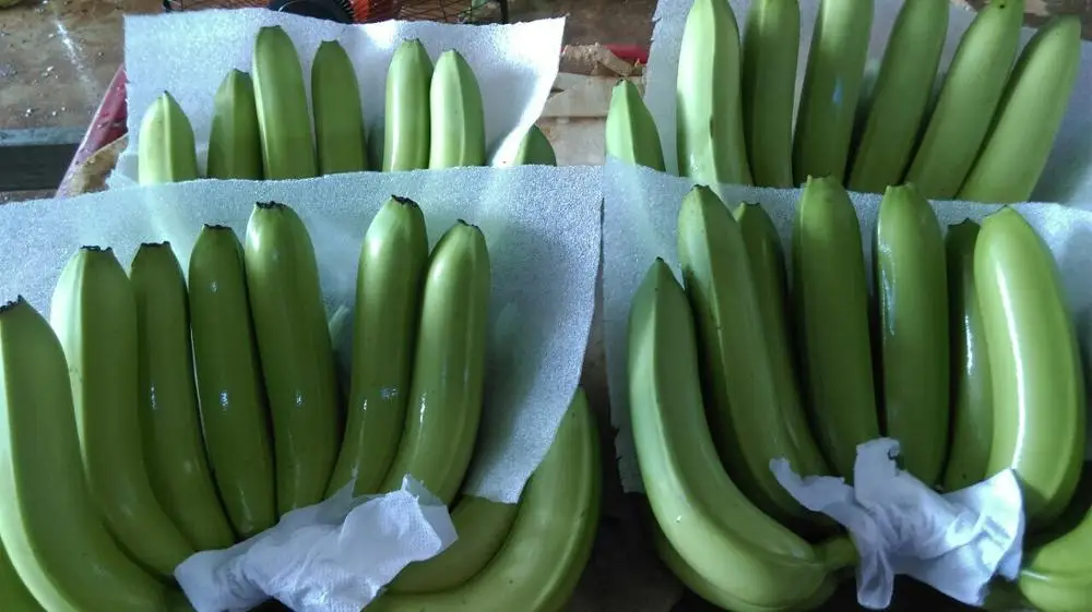 Fresh Cavendish Banana- Grade A from Vietnam- Best choice of tropical fruits