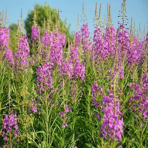 narrow-leaved fireweed Ivan fermented tea from Russia kg contains 69 useful trace elements