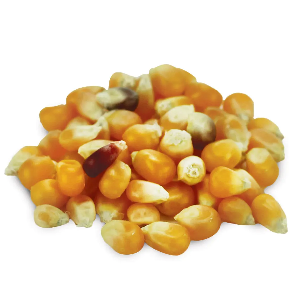 Non GMO Top quality Dried Yellow Corn - Maize Dry For Animal Feed