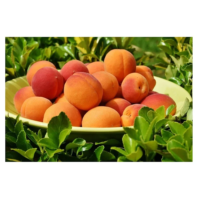 
High Quality Fresh Apricots at Cheapest Wholesale Prices Available In Huge Stock 