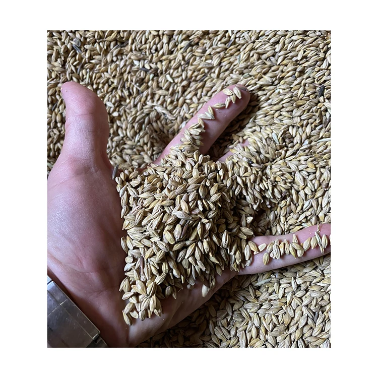 Top sale 100% organic barley feed grain in big bag with current price, feed barley for sale