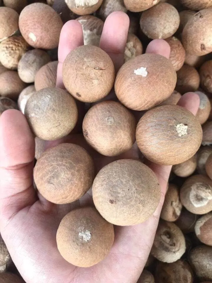 Высококачественные орехи цельной формы Areca catechu