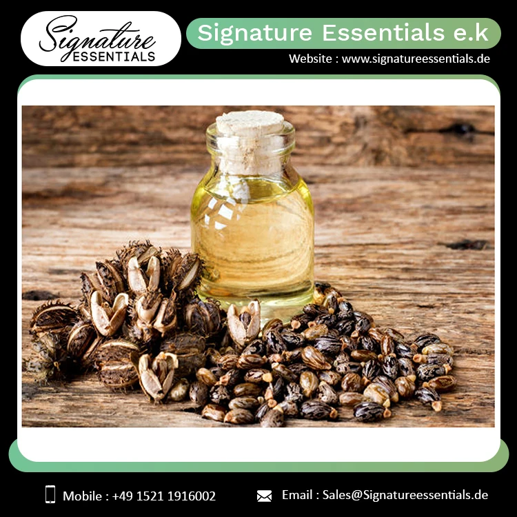 Top Quality Bulk Sale Castor Carrier Oil Cold Fresh Organic Oil for Hair Growth