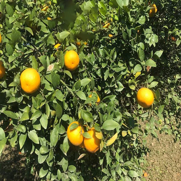 Pakistani mandarin orange Citrus fruit for Russia & Bangladesh & Indonesia & Malaysia market