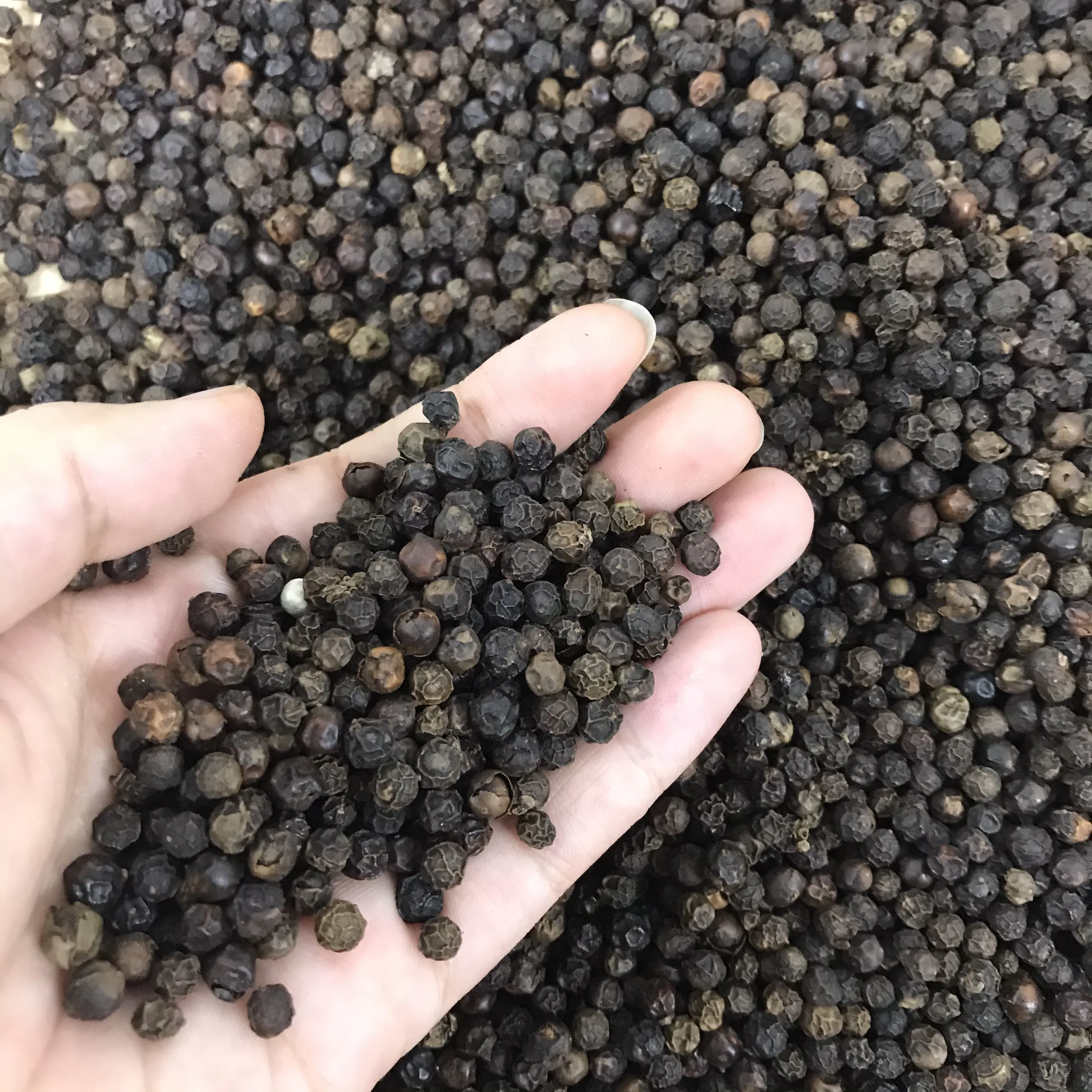 Dried Pepper FAQ/ MC (Cleaned) New Crop With Competitive Price + Best Quality (Whatsapp: +84 368 591 192)