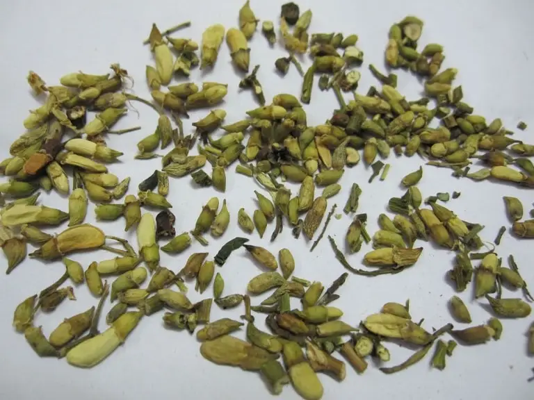 Натуральные сухие бутоны Sophora Japonica лучшие травы для здоровья цветы по хорошей цене Ms. Люси + 84 929 397 651