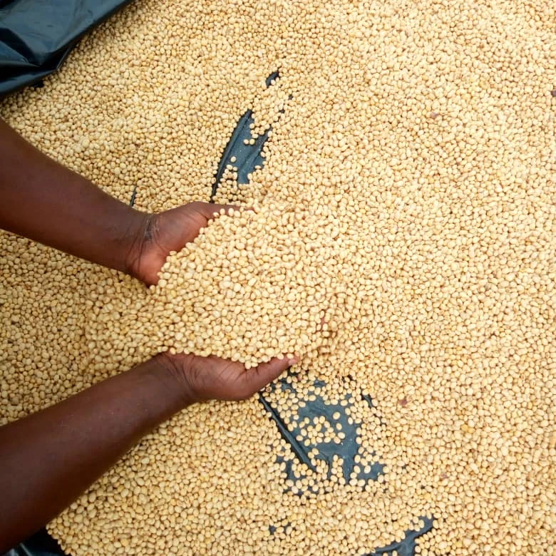 
Non GMO Dried High Protein Soybean Seed 25/50 KG PP BAGS 