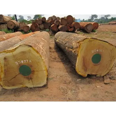 Березовые круглые бревна