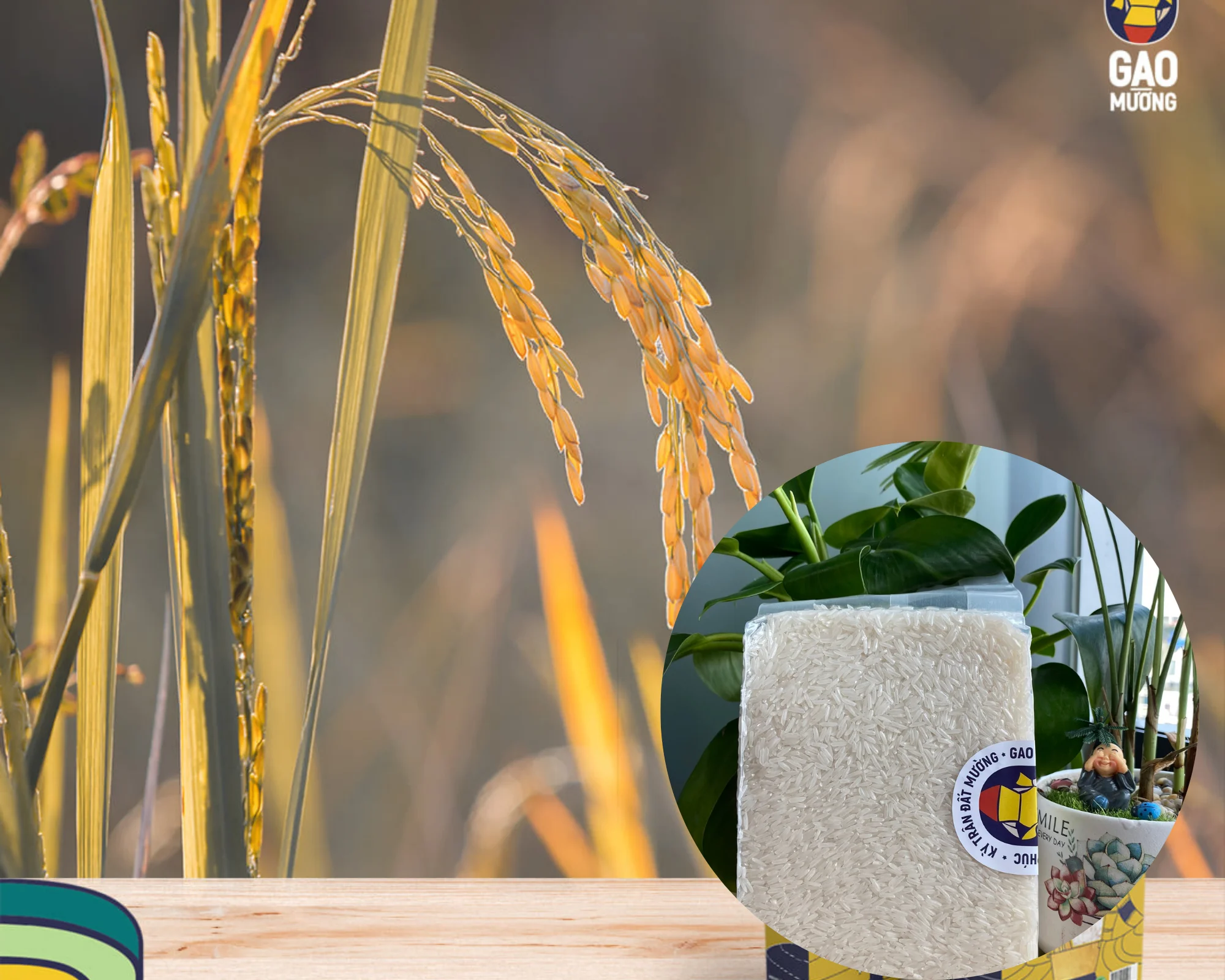 
ST25 organic rice, good for health, high quality Vietnamese goods, best seller in 2021 