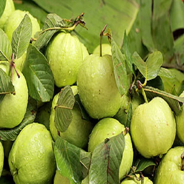 Лучший способ покупки гуава с arputham экспорта