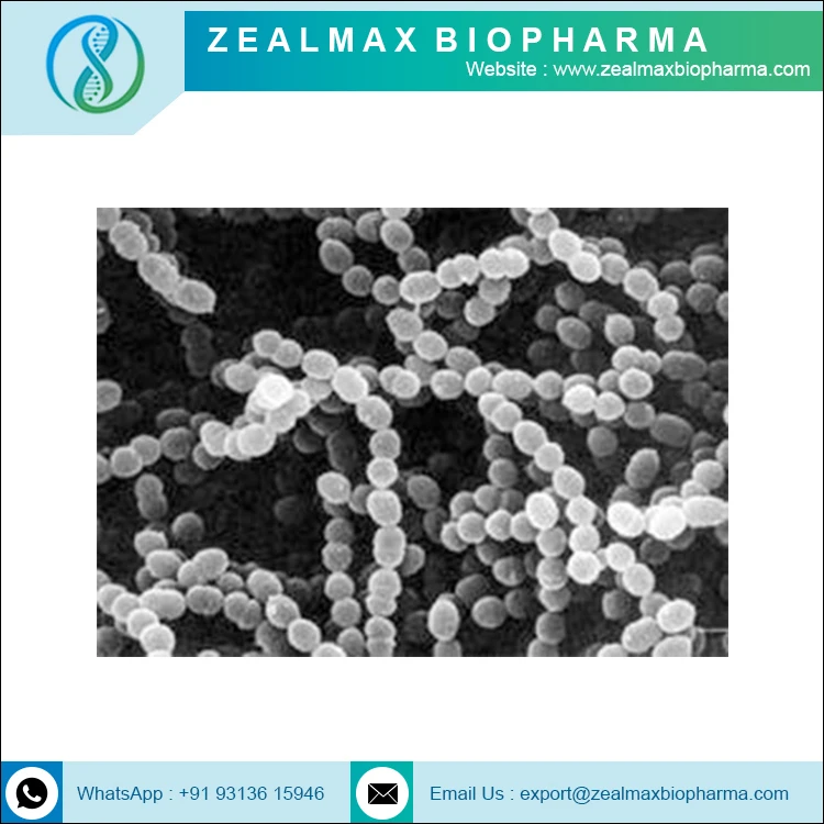 Streptococcus Thermophilus высокое качество OEM ODM ручная пресс-форма для порошок Thermophilus-zealmax Biopharma