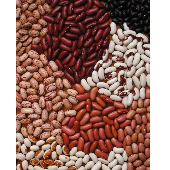 Free sample New crop high quality black kidney bean SMALL BLACK