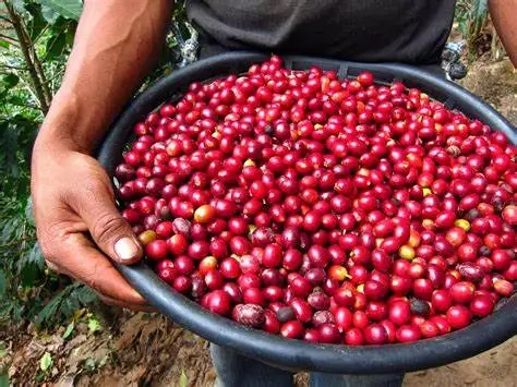 Вьетнамская кофейная зерна кофе премиум класса Robusta и Arabica насыщенный вкус аромат с