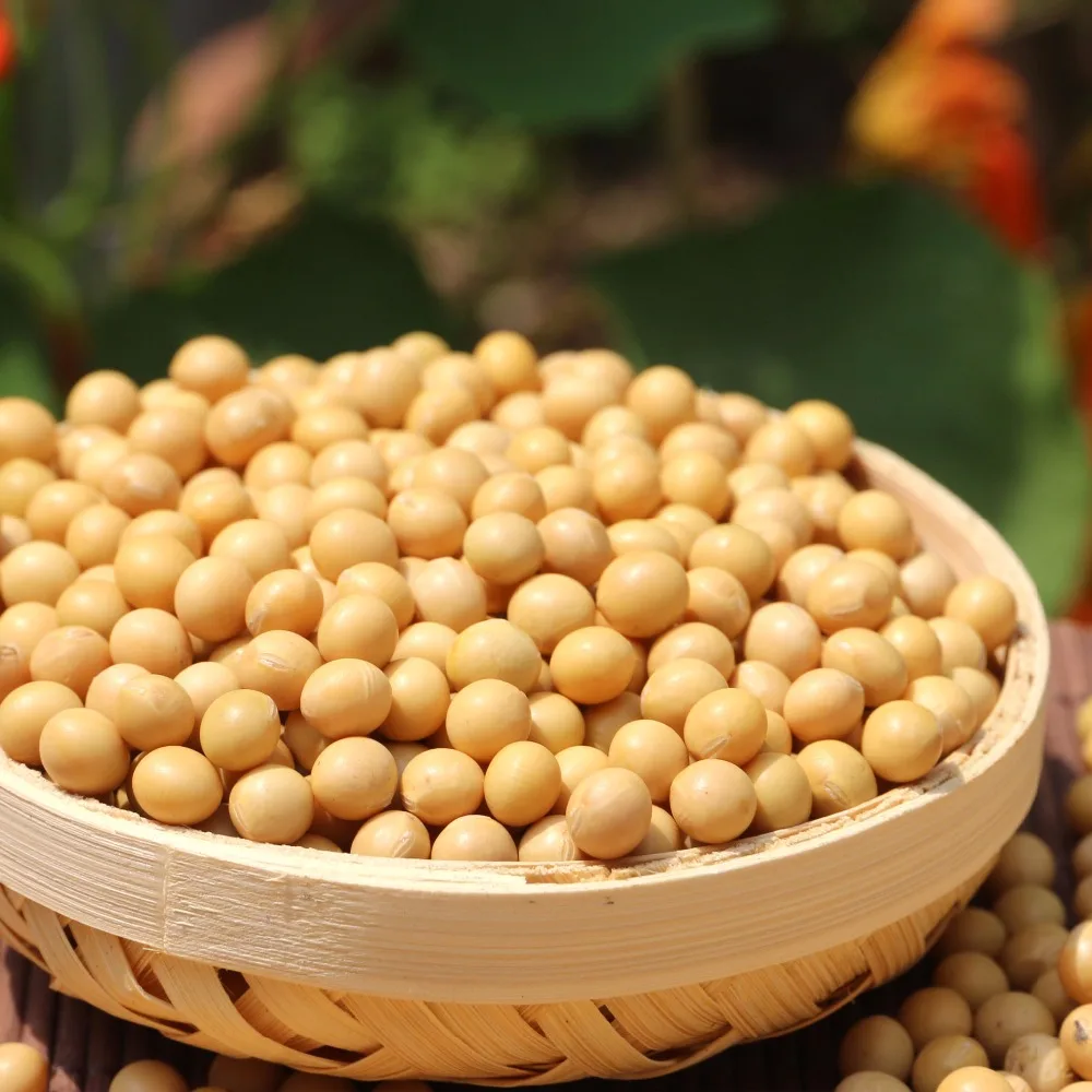 High protein yellow soybean soya beans / soy bean for sale