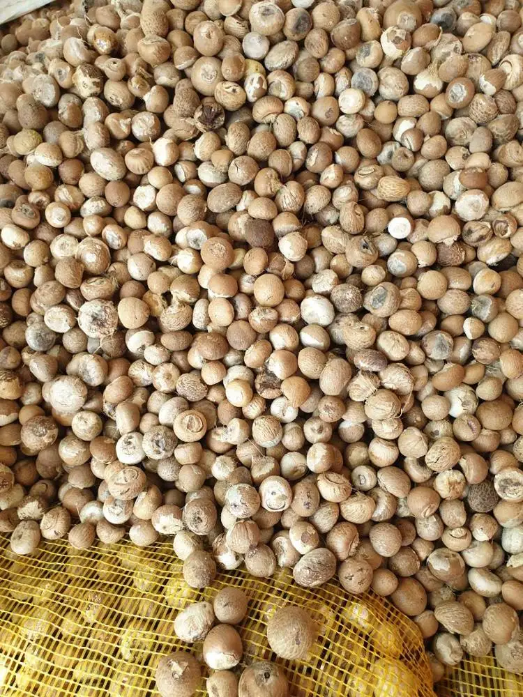 Высший вкус из Мьянмы BETEL NUT RAW