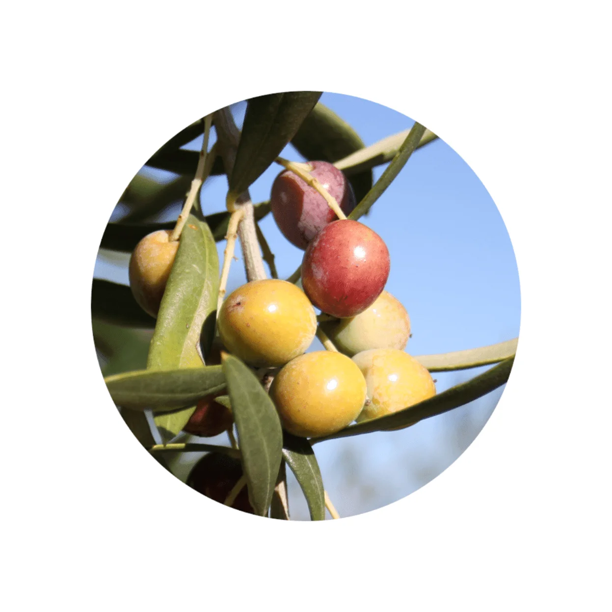 Spanish Extra Virgin Olive Oil. Premium-Arbequina-500ml. Our extra virgin can be presented in an elegant case.