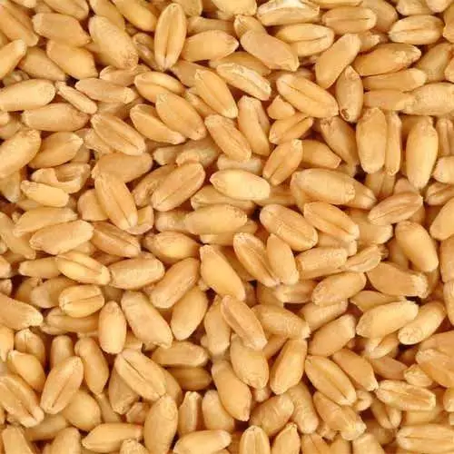 
We Sell 100% Pure High Quality Wheat, At Low Price... 