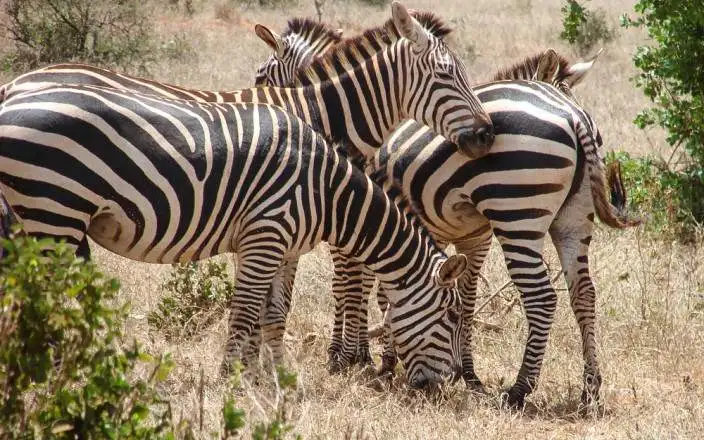 3 дня TSAVO Востоком и Западом класса люкс
