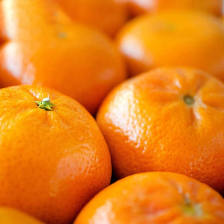 Sweet Full Juicy Mandarin Orange, Special Offer for Russian Buyers