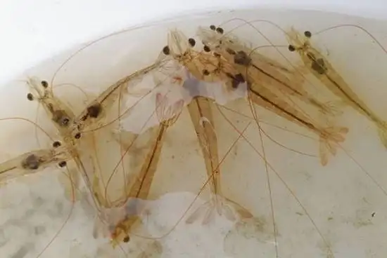 Aquaculture feed additives Runeon II Bile Acids  for shrimp growth perfomance promoter