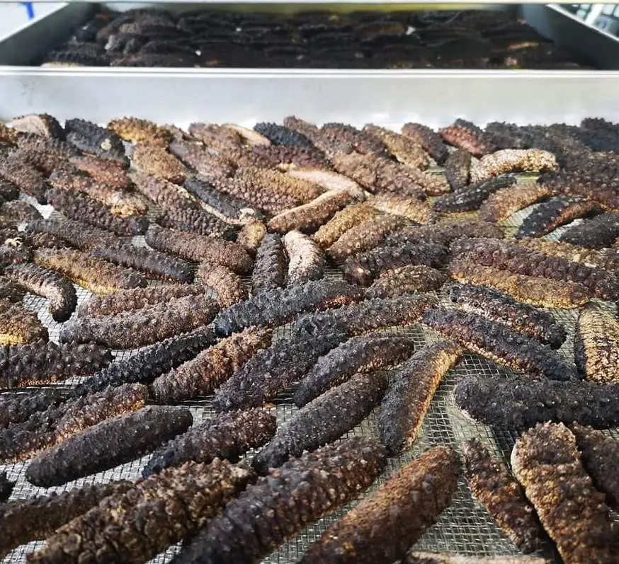 
Top Quality Dried Sea Cucumber for Sale 