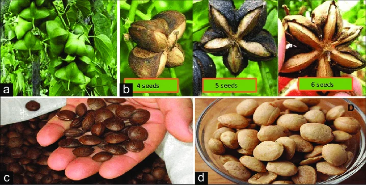 Оптовая продажа саше инчи добавки для здоровья из вьетнама Axel + 84 38 776 0892