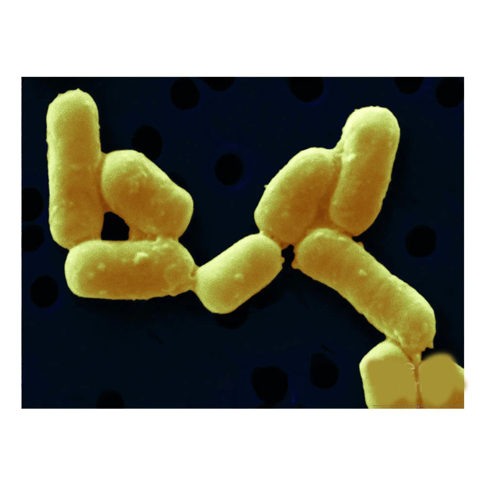 Probiotics High Quality Lactobacillus Fermentum Probiotics - Zealmax Biopharma