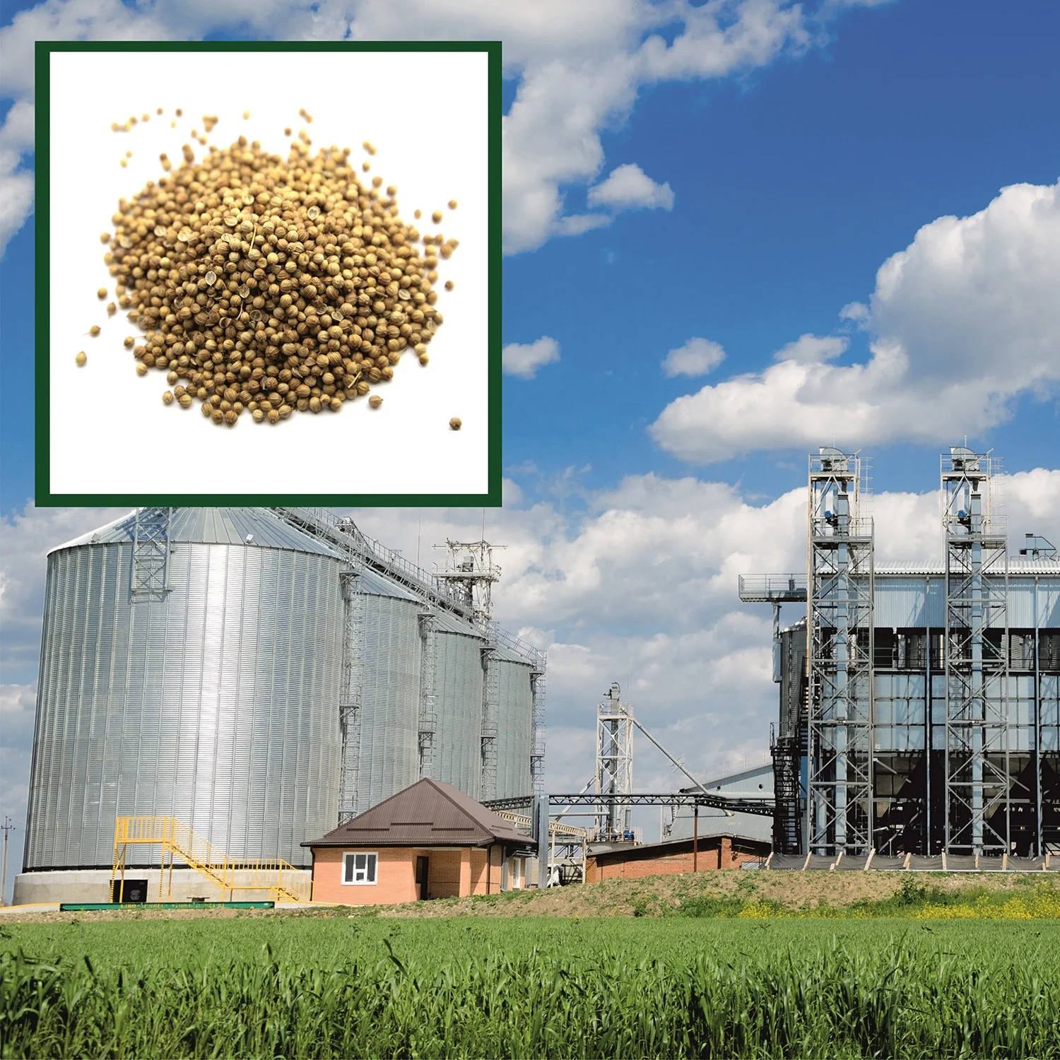 Natural whole coriander seeds in bulk, wholesale price