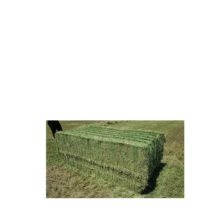 Продажа семян Альфальфа.