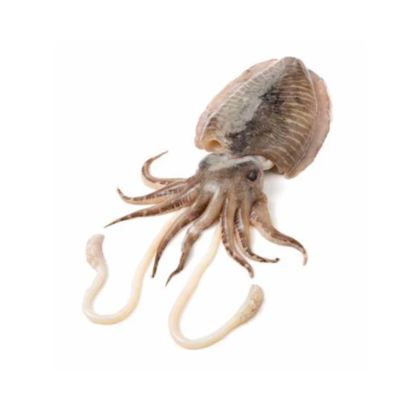 Export Ready Frozen Cleaned Cuttlefish for Sale