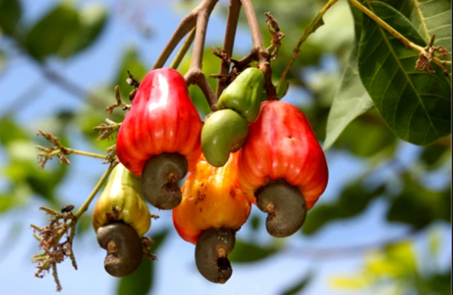 Cashews Nut Raw Whole Cashew Nuts 100% Natural Best Quality Export Grade AA Wholesale Premium Product Of Thailand