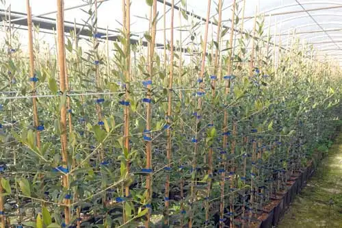 
Lagerstroemia Repens Natural Plants made in Italy by Di Vita Luca 