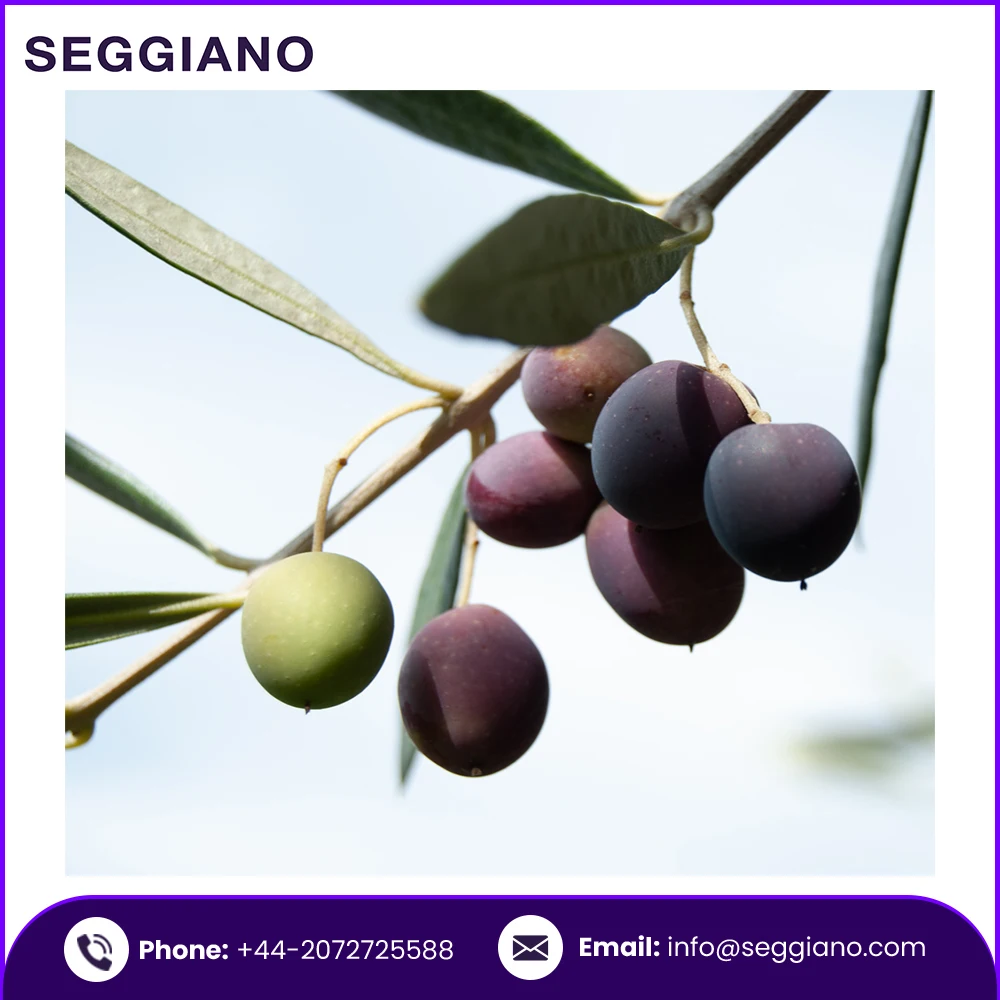 100% Pure Natural Premium Quality De Carlo Puglian Terra di Bari Extra Virgin Olive Oil 250ml