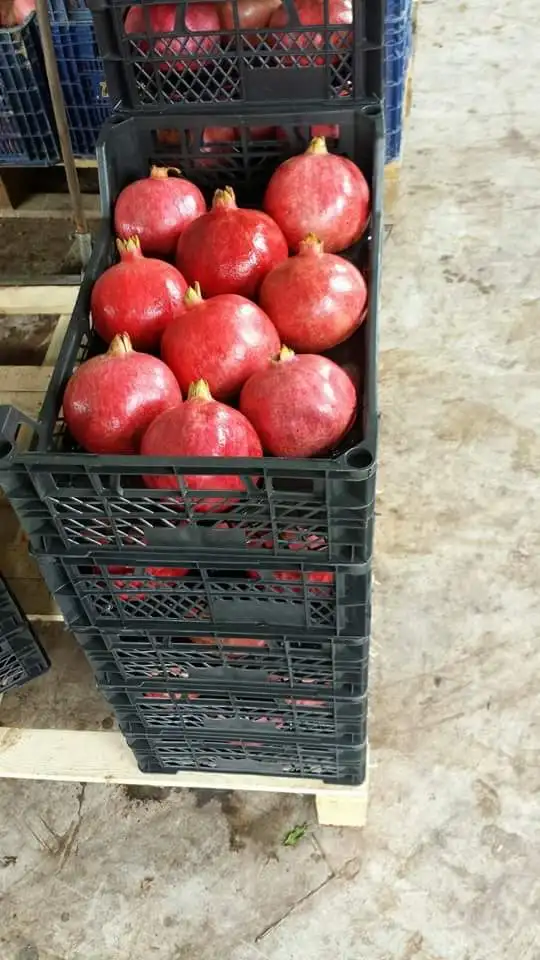 Exclusive POMEGRANATE at a low price available for export
