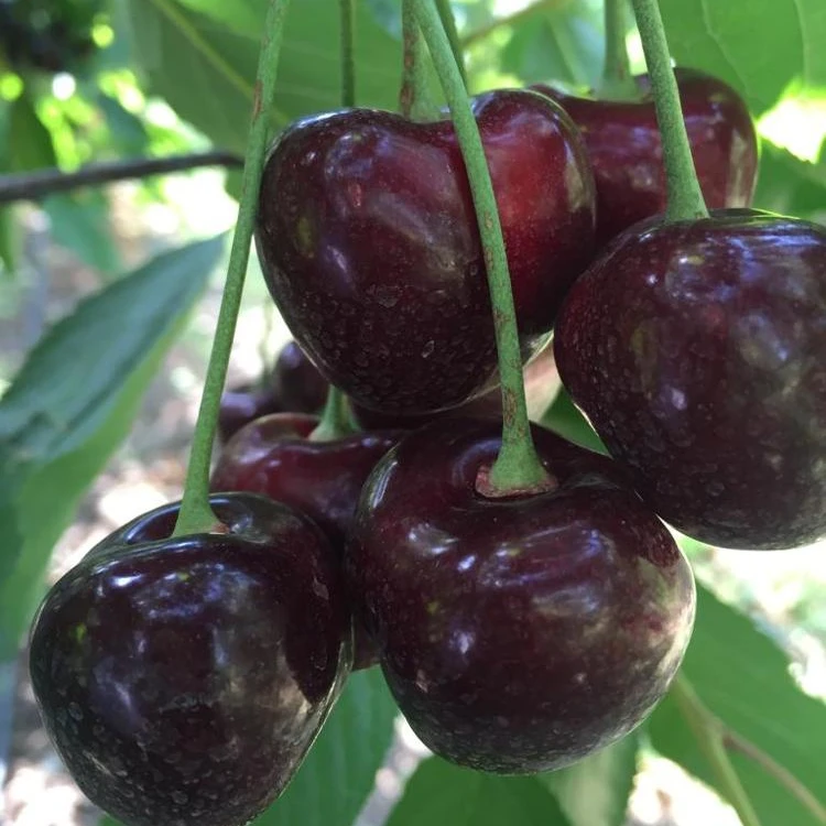 Premium Cherries Fresh Cherry Fruit