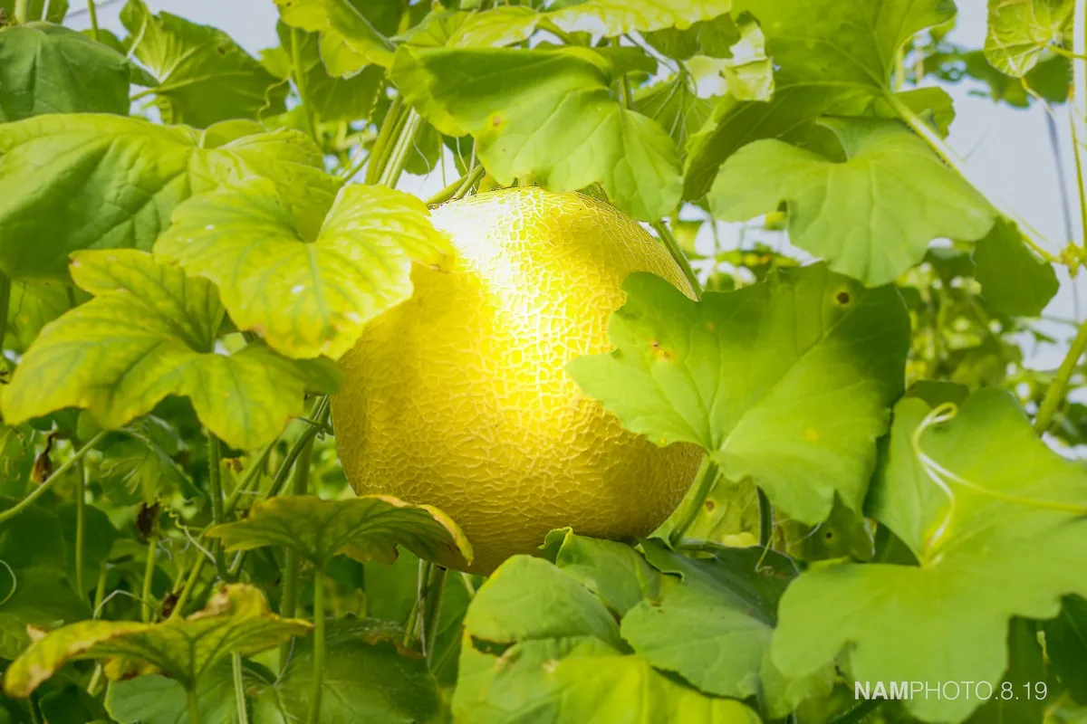 Unifarm Fresh Cantaloupe Type Muskmelon made in Vietnam