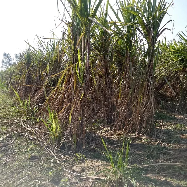 Organic sugar cane Jaggery