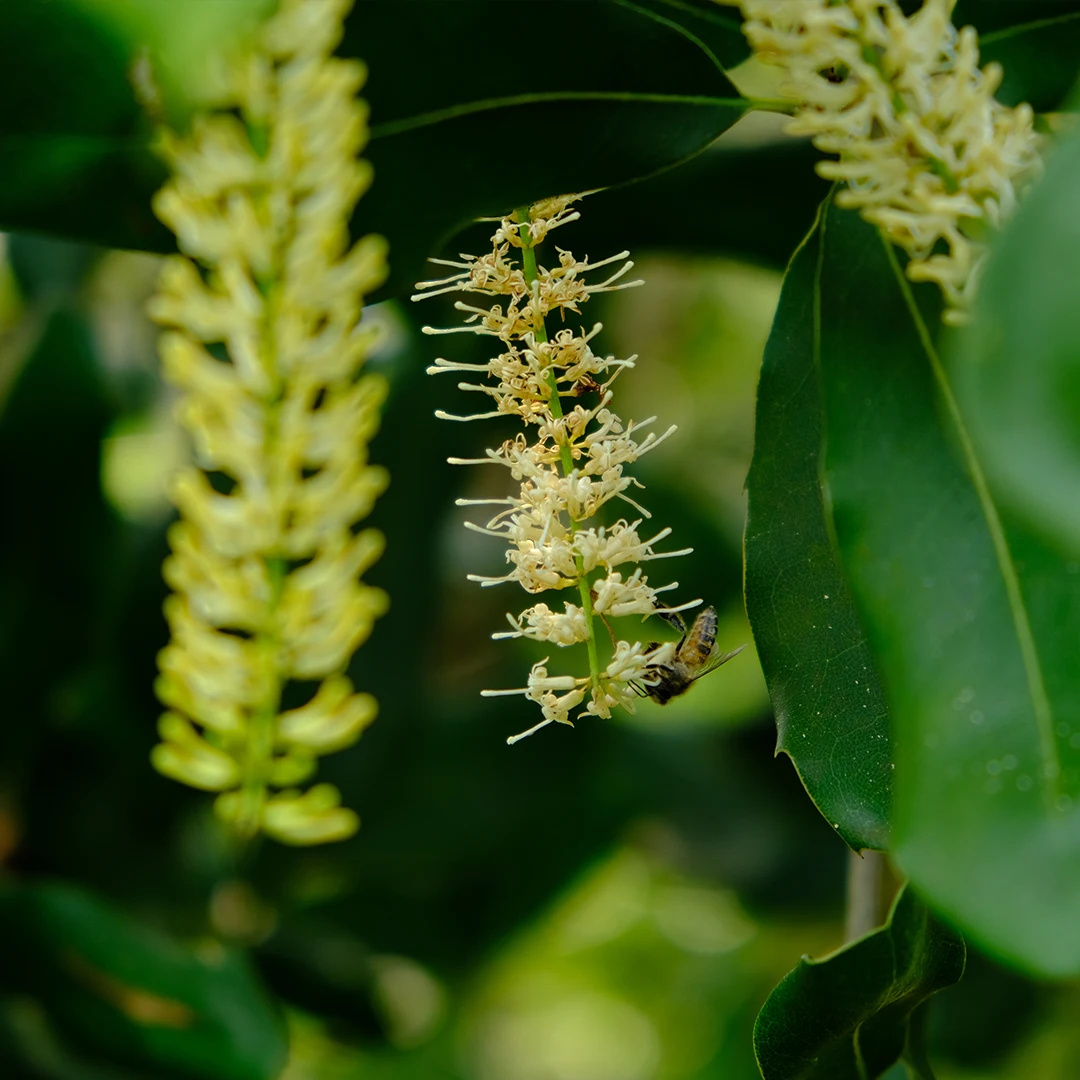 Сушеные Орехи макадамии ручной очистки размер 19-21 мм в вакуумном пакете из Вьетнама