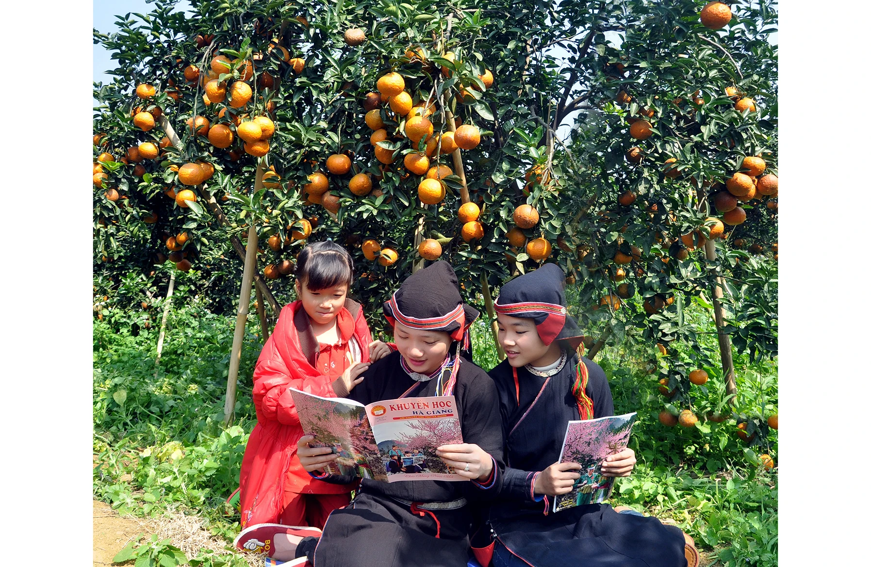 Fresh Ha Giang Province Orange сделано в Вьетнаме высокое качество приятный вкус органический тип горячая Распродажа 2022