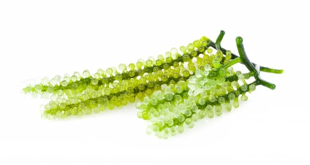 
100% Fresh Export Standard Quality Sea Grapes Wholesale Origin Viet Nam 