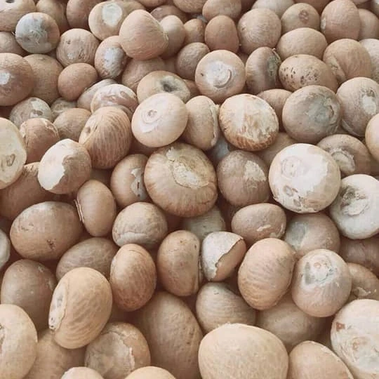 Cheap Premium Whole Betel Nuts from Verified Vendors in Bulk