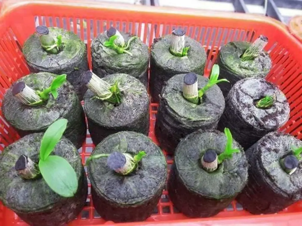 High Quality Coco Peat Pellet - Good Material For Planting Soil