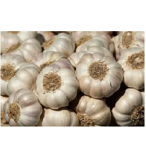 Top High Quality Fresh Garlic White OEM Head Style Time Weight Normal Hours Origin Type Year New Crop From Vietnam