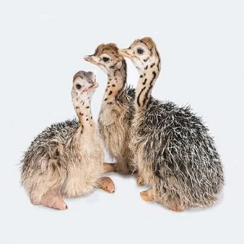 
OSTRICH CHICKS 