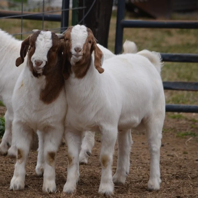 
 Оптовая продажа живых дневников, коз/овец/ягненков  