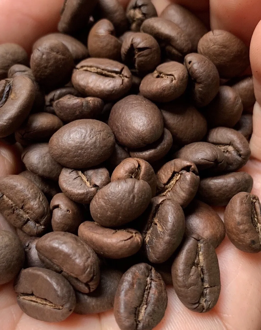 
AA Grade and Robusta Variety robusta coffee bean( 0084 989 322 607 whatsapp) 