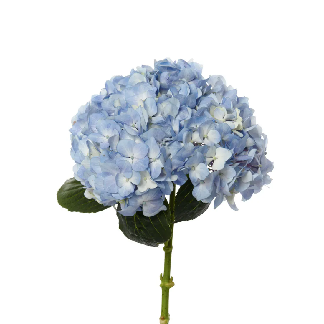 decorative flowers Real fresh cut Hydrangea premium quality select size (16/17) cm Blu colour fresh flowers