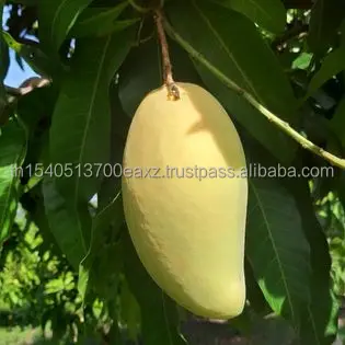 Premium Mango fruit (Thai Numdukmai ) (Golden Flower)