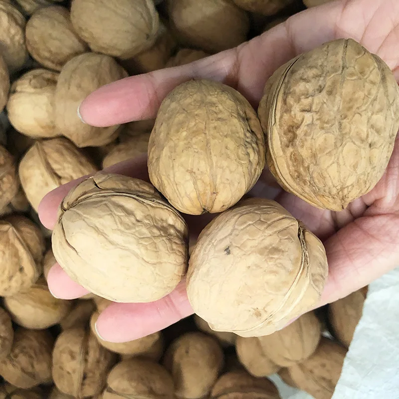 walnuts in-shell with competitive price from Turkey